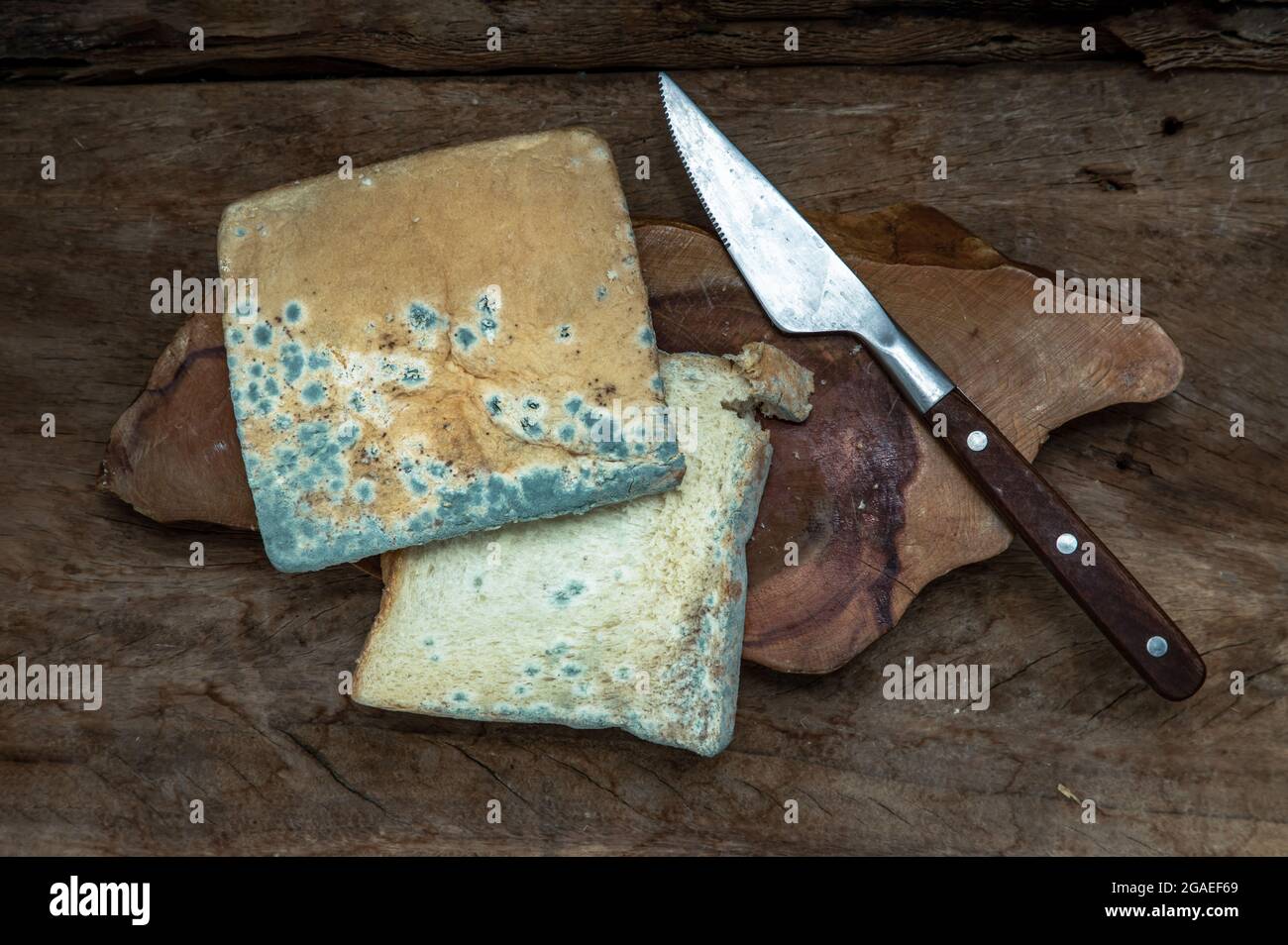 Mold growing rapidly on Moldy bread slices in green and white spores