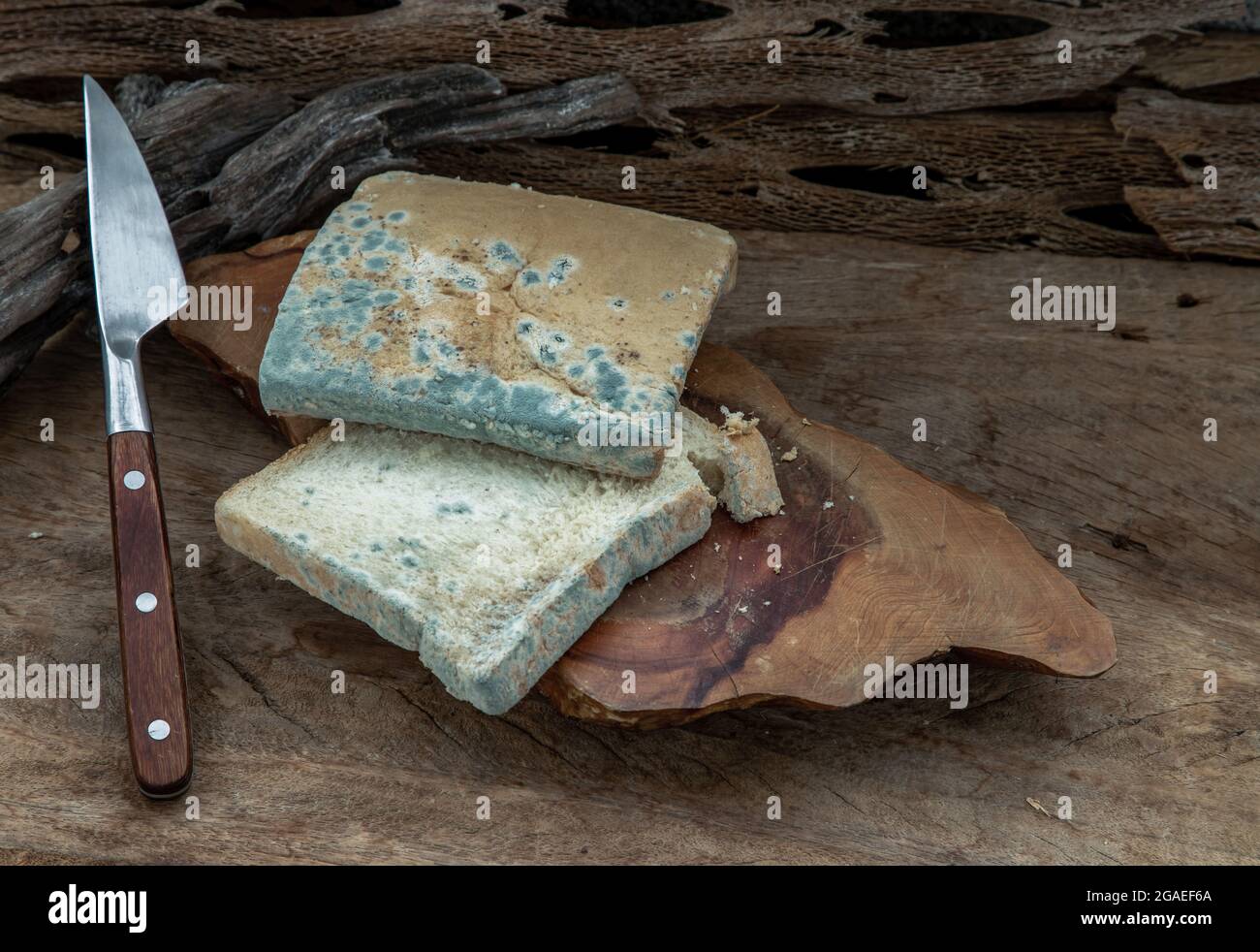 Mold growing rapidly on Moldy bread slices in green and white spores and knife on wooden cutting