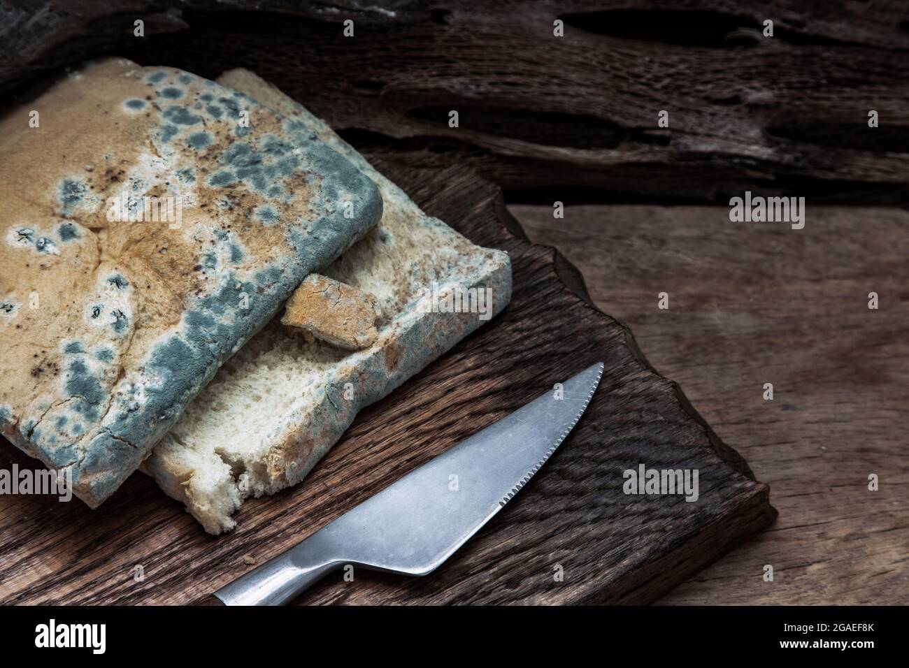 Mold growing rapidly on Moldy bread slices in green and white spores