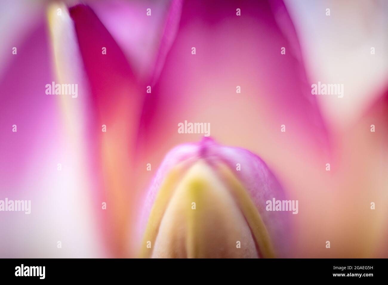 Soft focus macro picture of a lily bud. Stock Photo