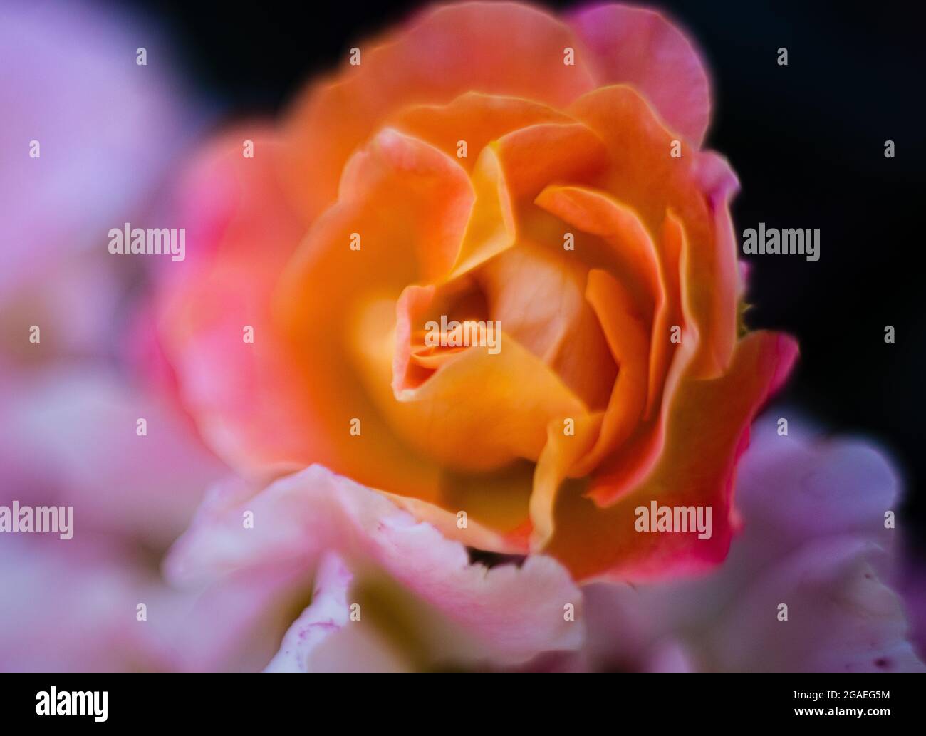 Soft focus picture of rose. Stock Photo
