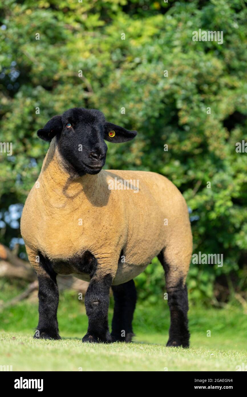 Black face suffolk sheep hi-res stock photography and images Black face suffolk sheep hi-res stock photography and images