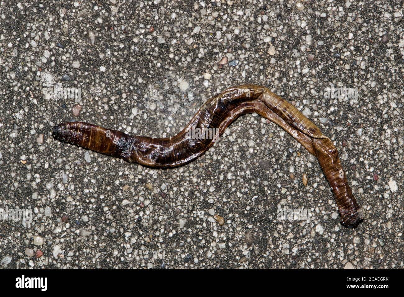 Dead earthworm dried up on the pavement after a heavy rainfall. This occurs after coming to the surface to avoid drowning and become disoriented. Stock Photo