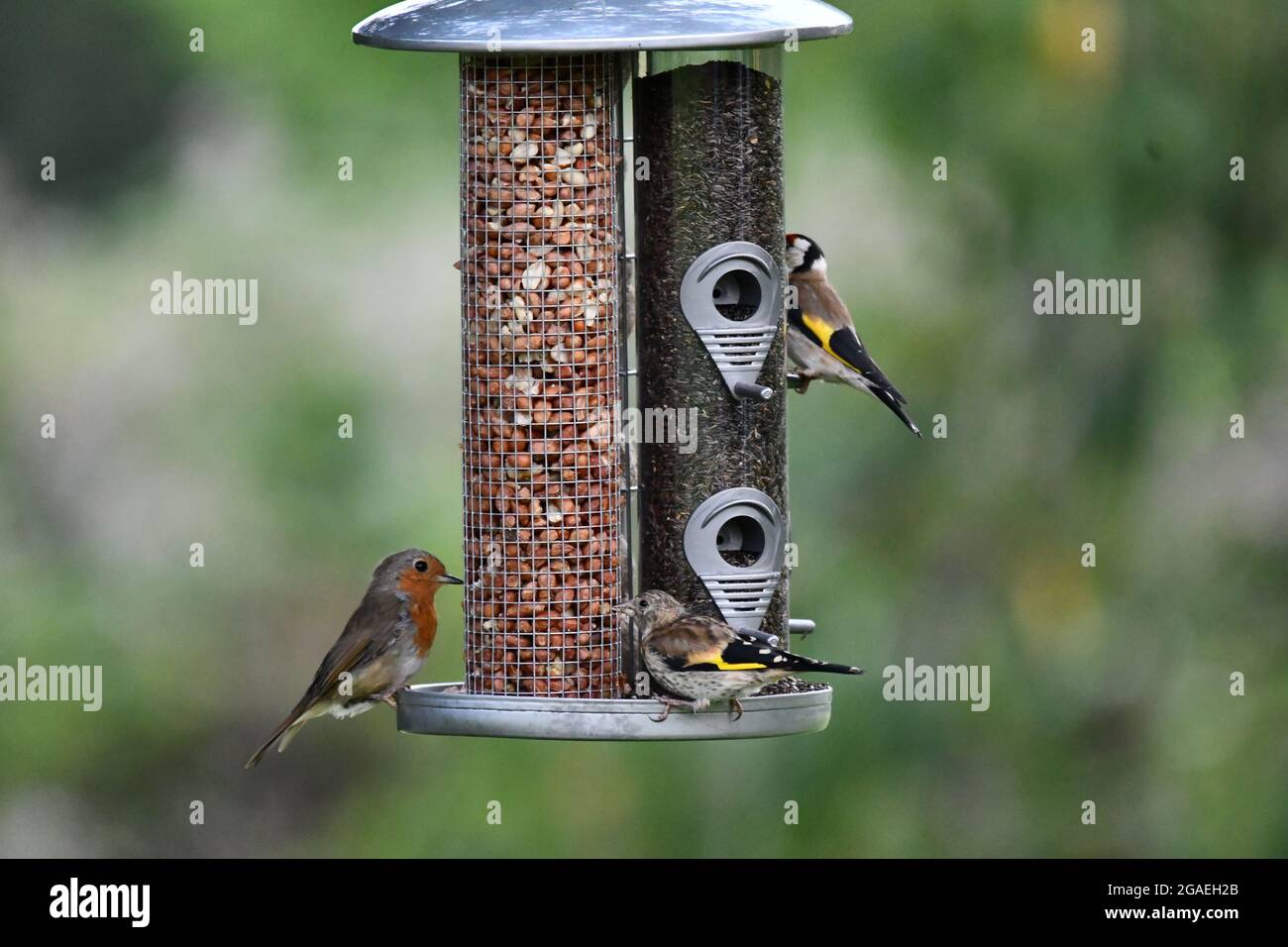 An adult and juvenile Goldfinch and A Robin Redbreast feeding from a hanging bird feeder Stock Photo