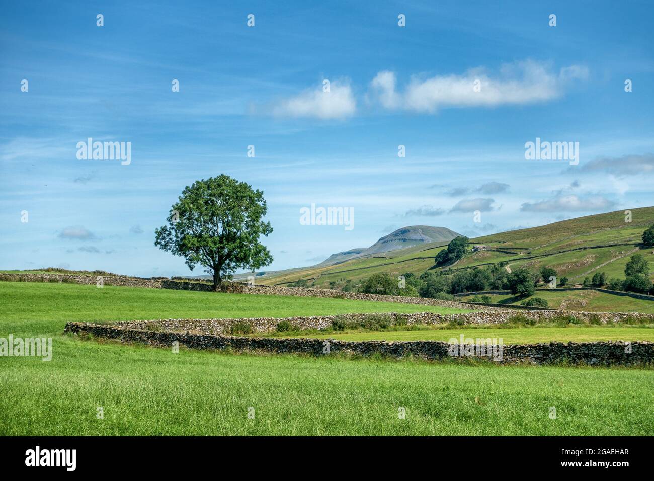 Unusual view of Penyghent with tree from Stainforth Lane in stunning