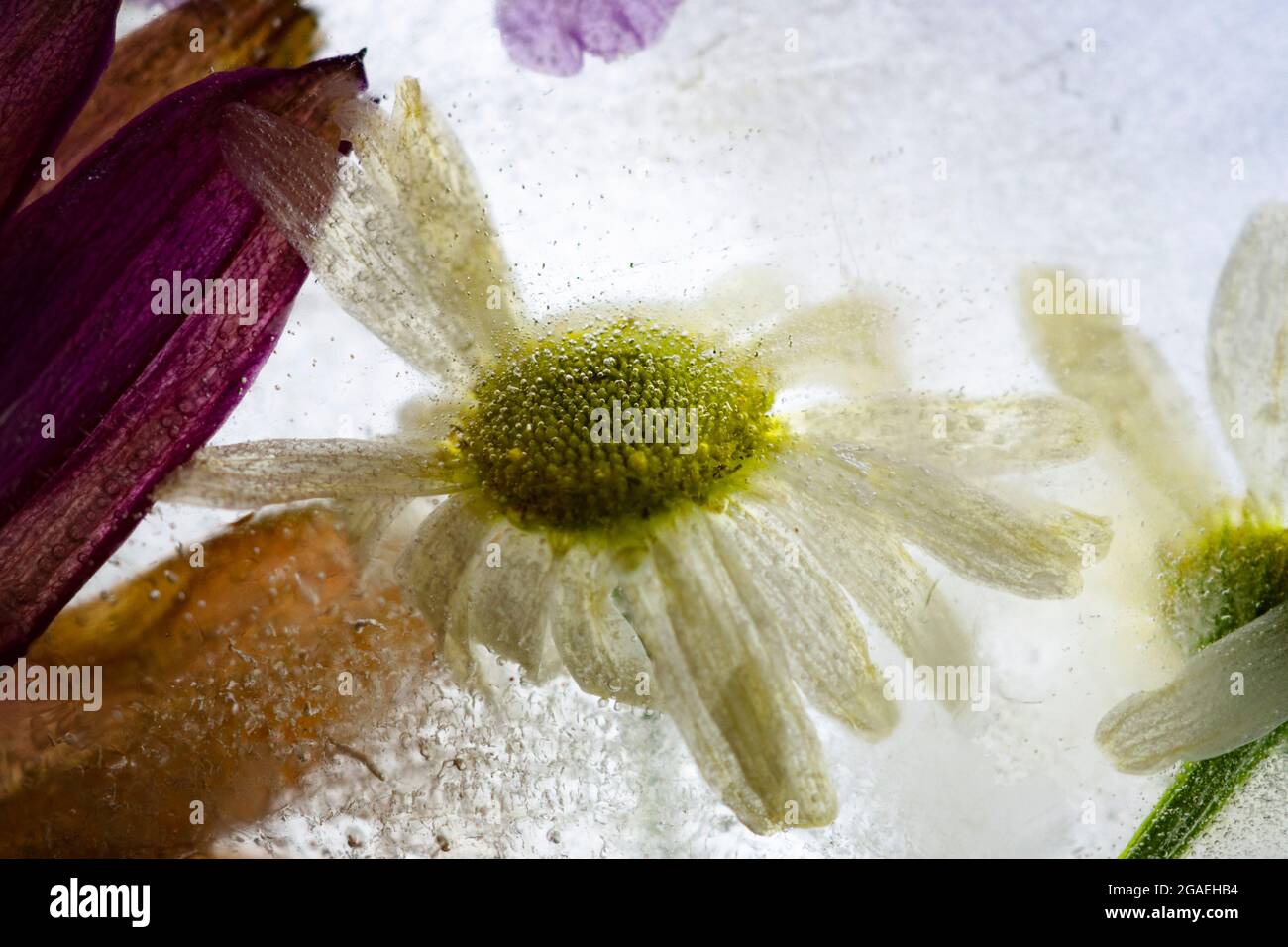 Flowers frozen in ice Stock Photo