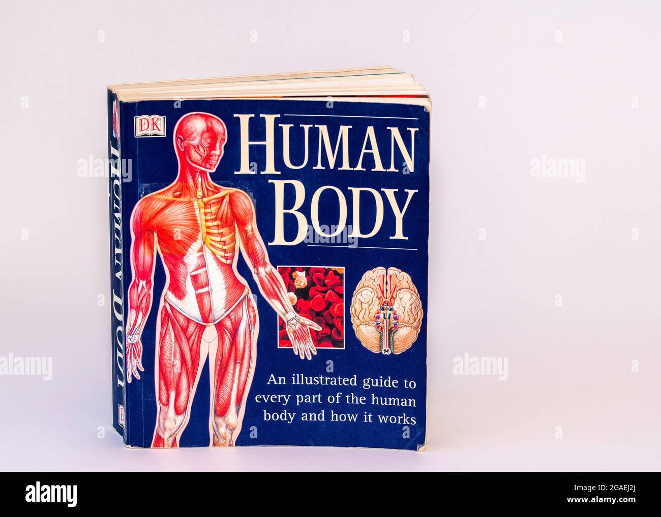 An illustrated guide to every part of the human body and how it works paperback book Stock Photo