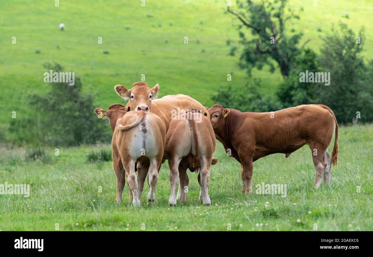 Young bull calves gathering around a cow on heat in pasture, Lancashire