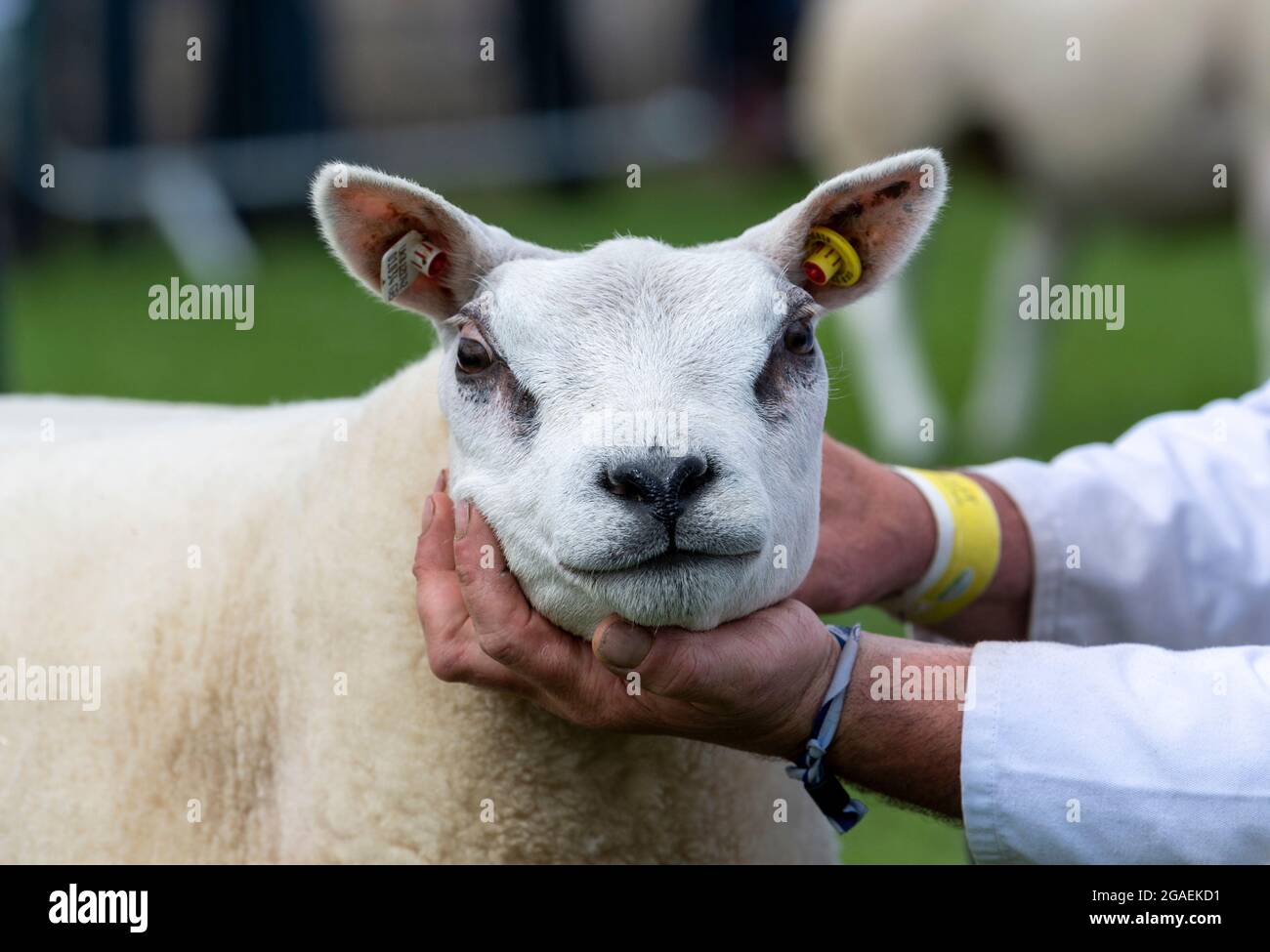 Showing Beltex sheep at the Great Yorkshire Show, 2021. Stock Photo