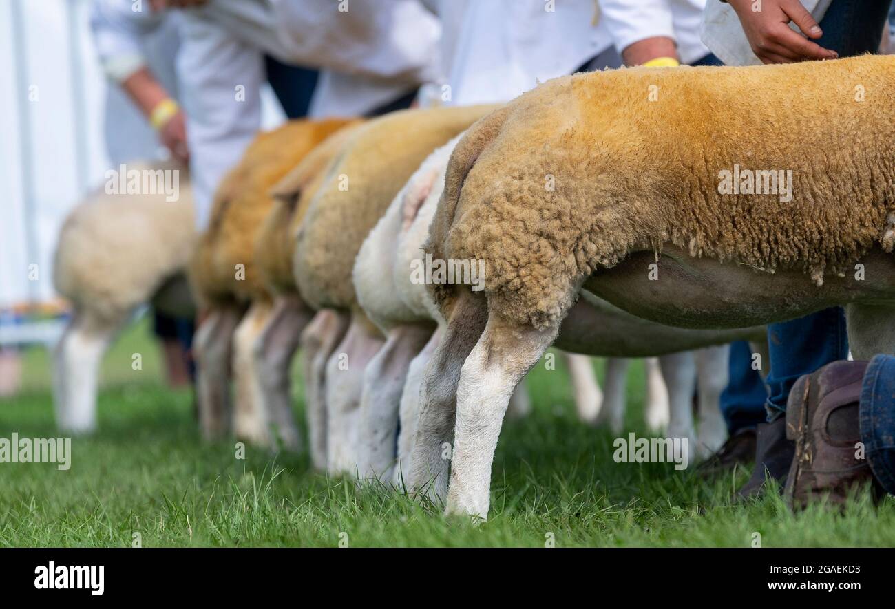 Showing Beltex sheep at the Great Yorkshire Show, 2021 Stock Photo Alamy