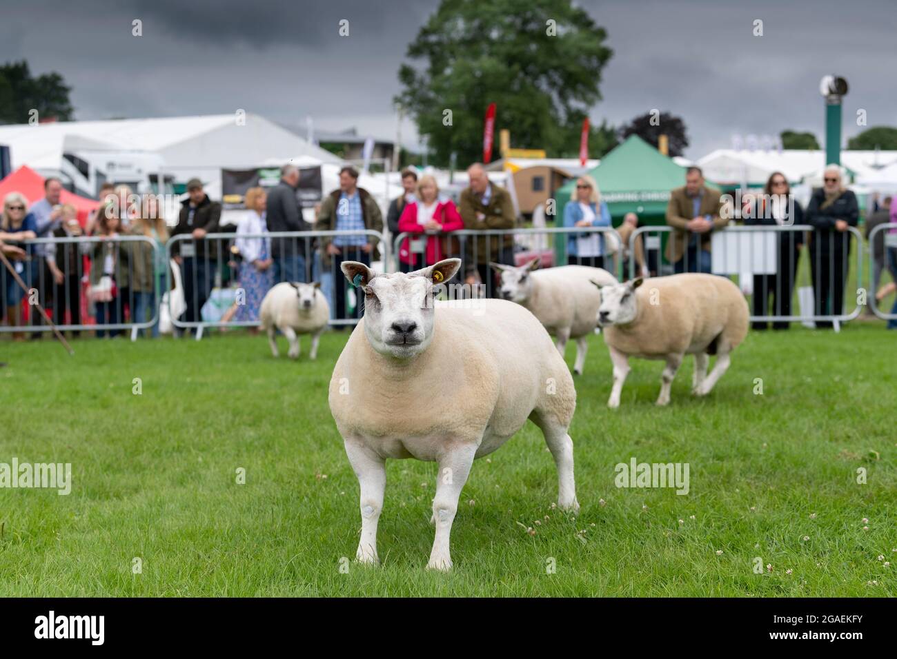 Showing Beltex sheep at the Great Yorkshire Show, 2021 Stock Photo Alamy