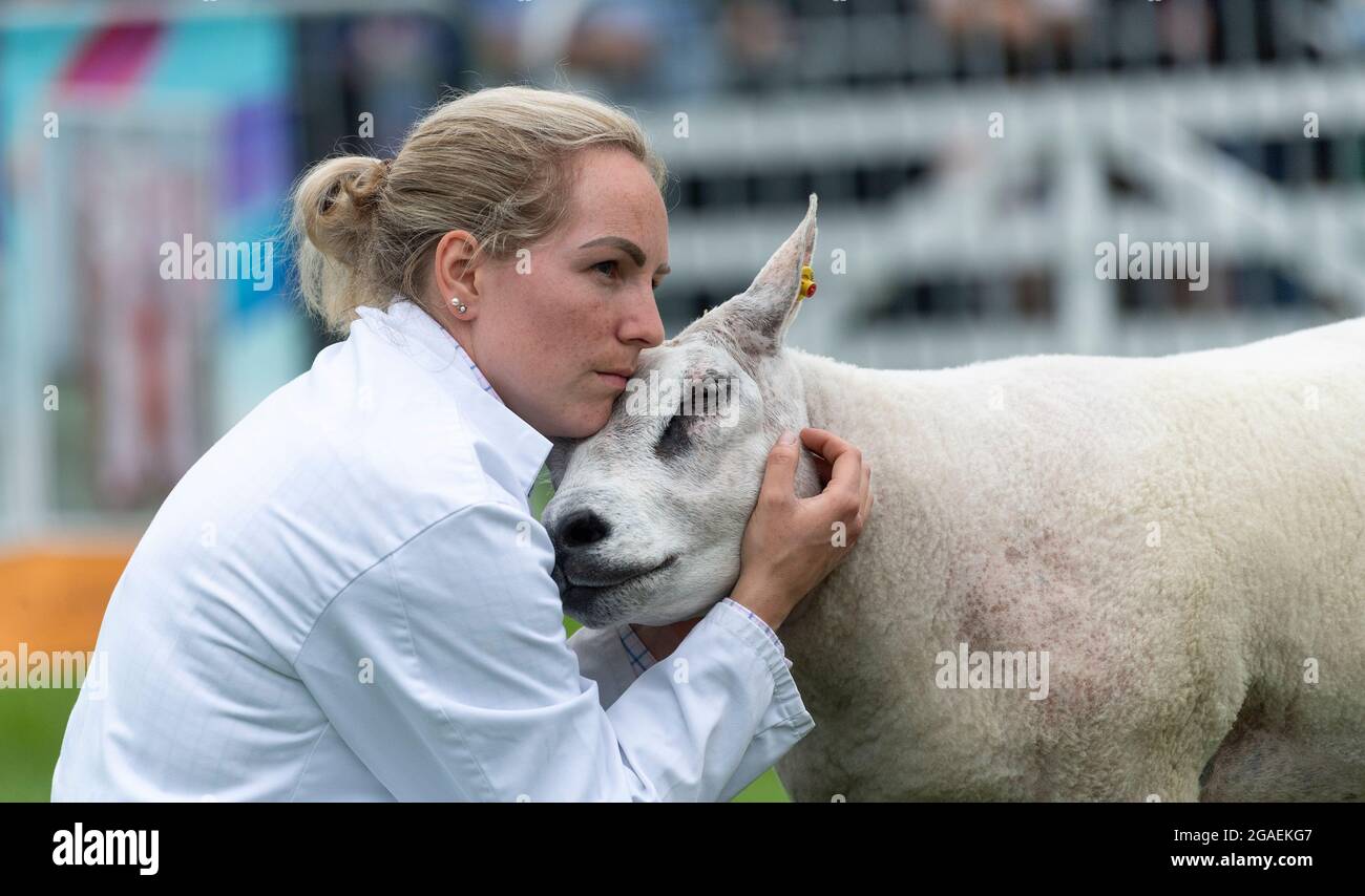 Showing Beltex sheep at the Great Yorkshire Show, 2021. Stock Photo