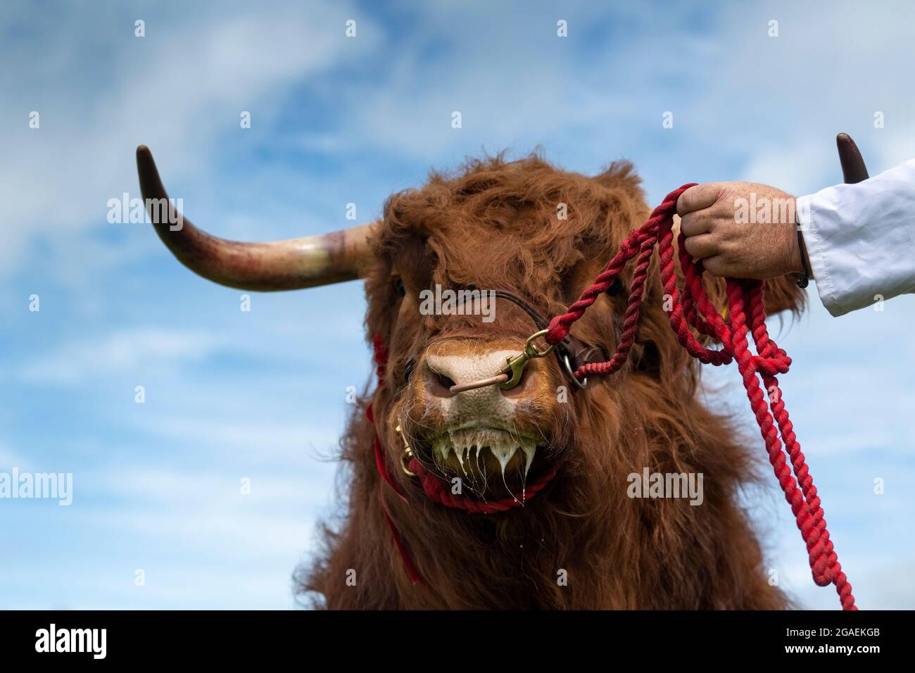 Highland bull being shown at the Royal Highland Show, 2021 Stock Photo