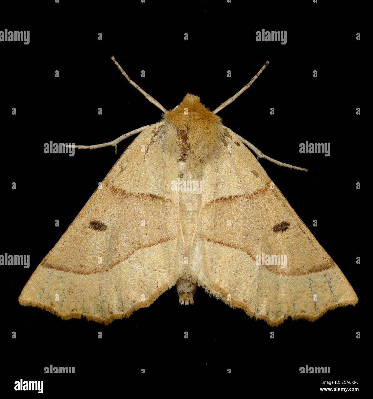 Scalloped oak moth, Crocallis elinguaria, isolated on black background , UK wildlife Stock Photo