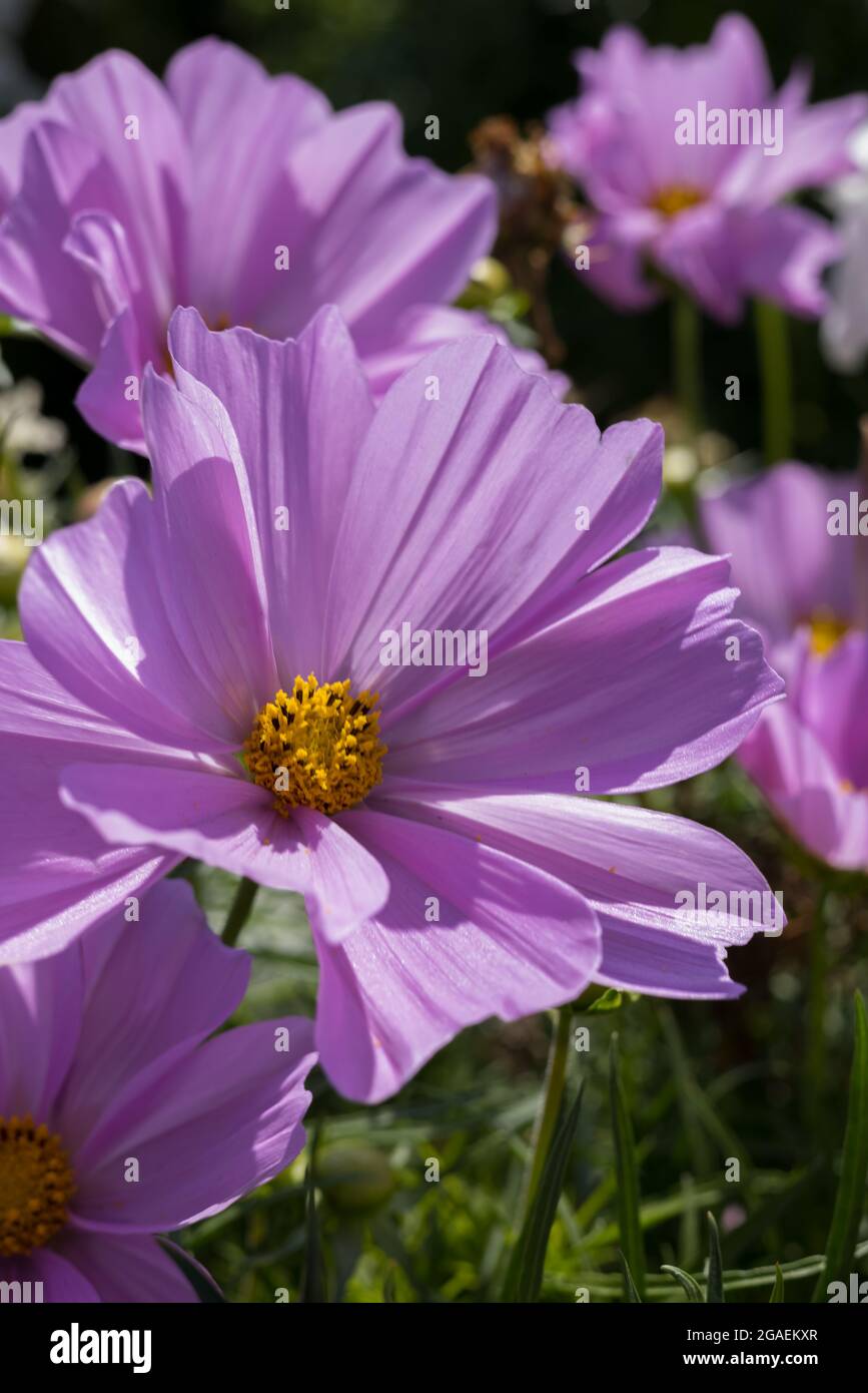 Cosmos flowers in full bloom in Eastbourne Stock Photo Alamy