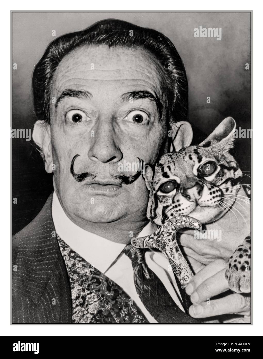 Salvador Dali with ocelot friend at St Regis / World Telegram & Sun photo by Roger Higgins. Date Created/Published: 1965. Salvador Domingo Felipe Jacinto Dalí Domènech, 1st Marquess of Dalí of Púbol Catalan:  Spanish: 11 May 1904 – 23 January 1989) was a Spanish surrealist artist renowned for his technical skill, precise draftsmanship, and the striking and bizarre surreal images in his work. Stock Photo