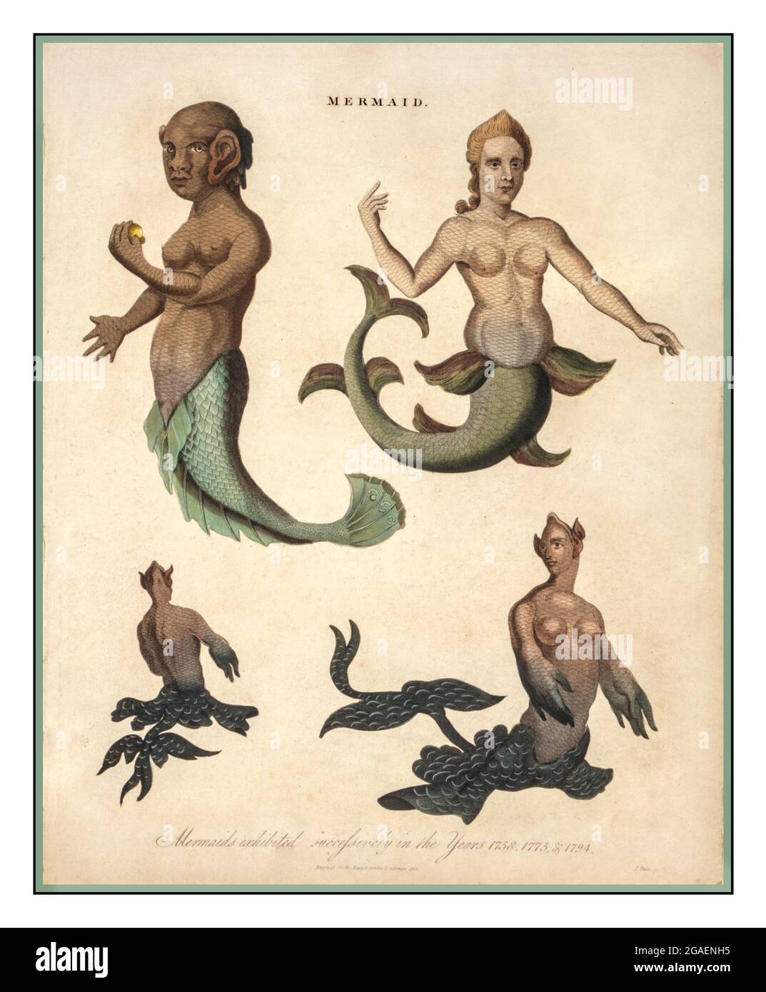 Vintage Lithograph Mermaid--Mermaids exhibited successively in the Years 1758, 1775, & 1794 Creator(s): Pass, J., engraver  Engraved for the Encyclopaedia Londiensis, 1817. Stock Photo