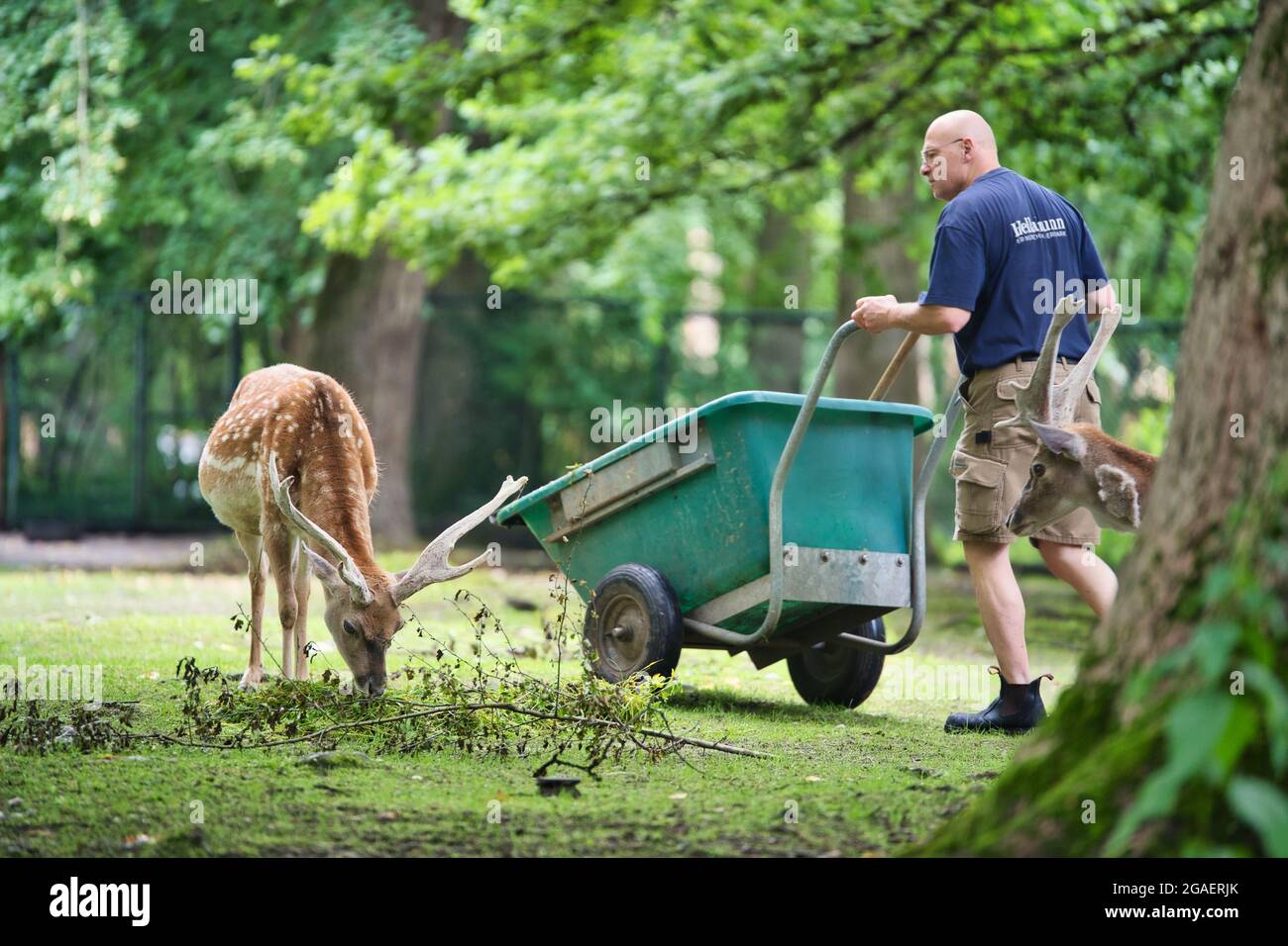 MUNICH, GERMANY - Jul 18, 2021: A scene of an animal keeper feeding the deer in the Zoo called 'Tierpark Hellabrunn' in Munich, Germany Stock Photo