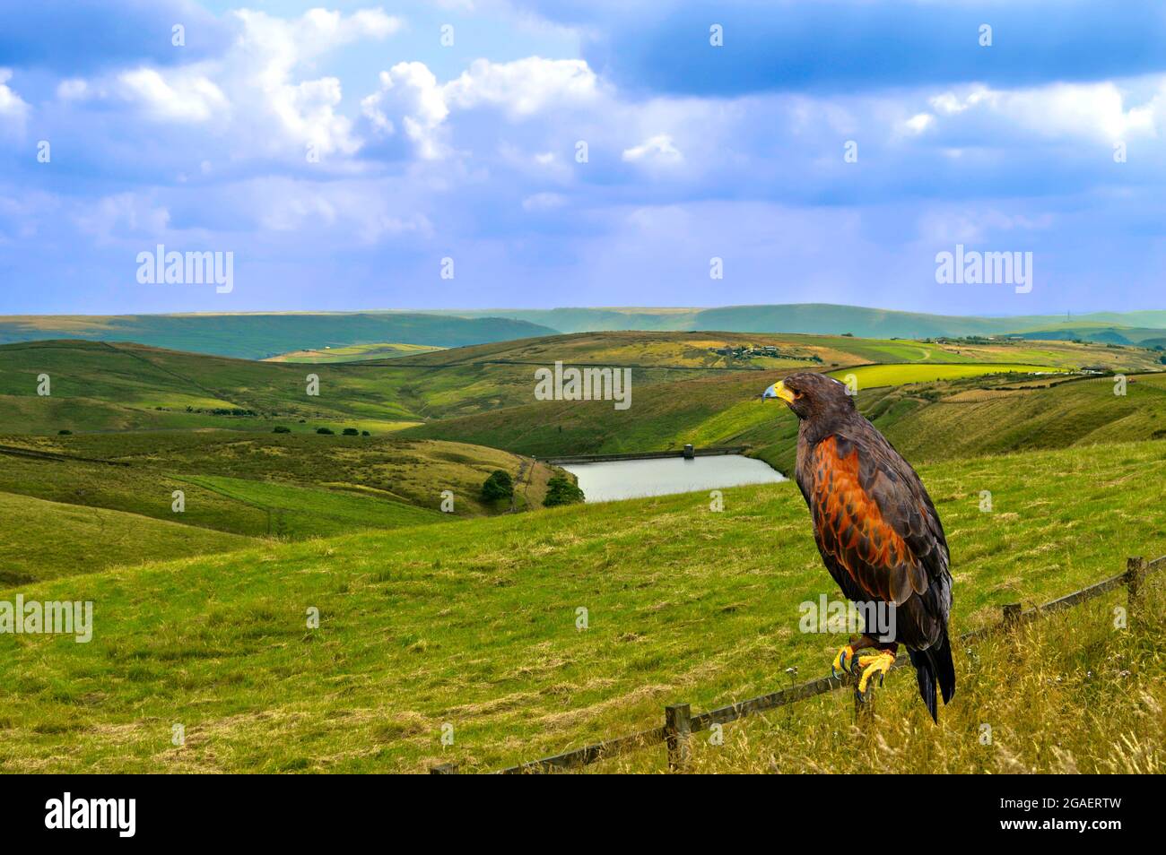 Harris Hawk perched on a fence Latin name Parabuteo unicinctus in Castleshaw lower reservoir Stock Photo