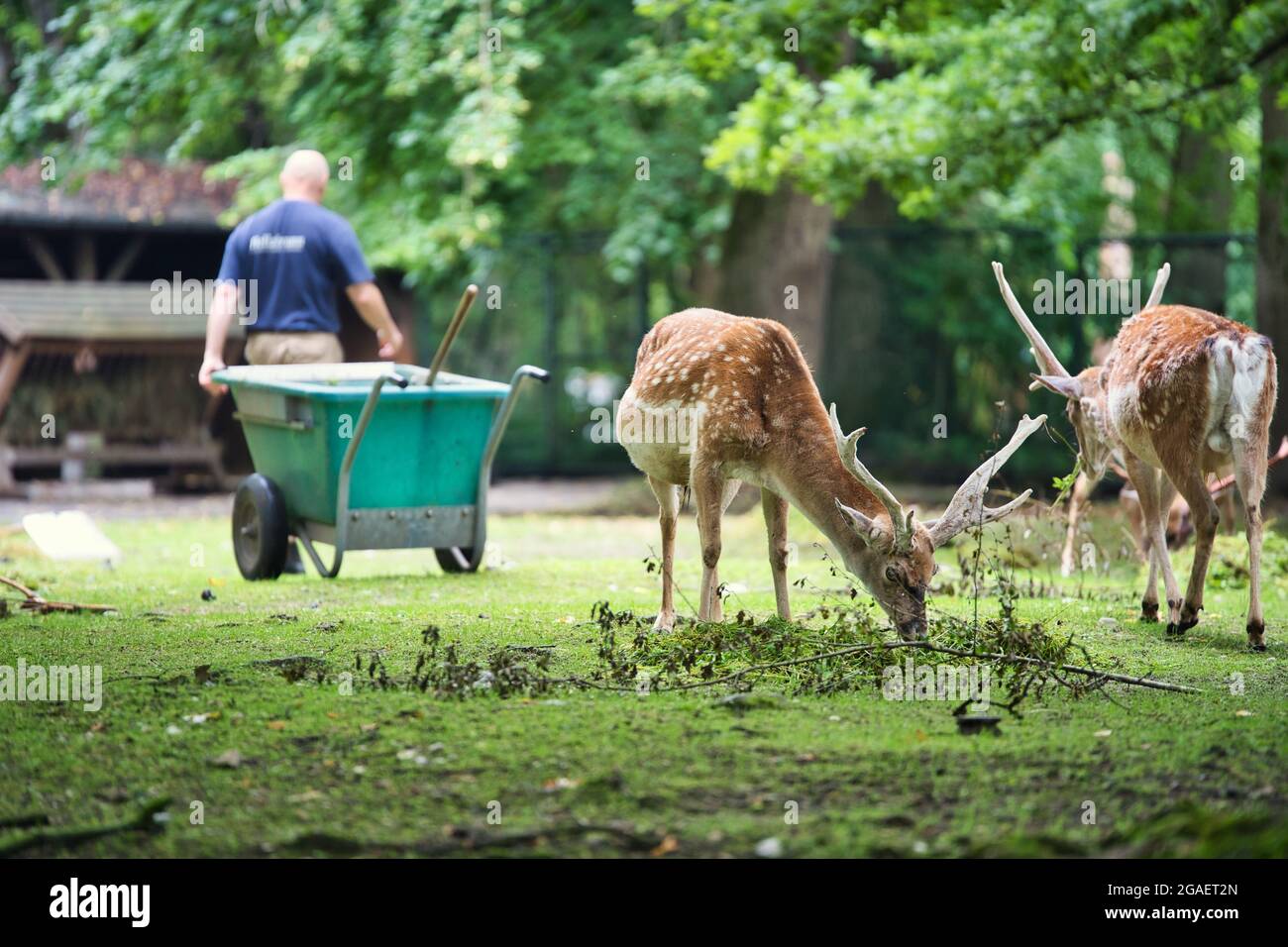 MUNICH, GERMANY - Jul 18, 2021: A scene of an animal keeper feeding the deer in the Zoo called 'Tierpark Hellabrunn' in Munich , Germany Stock Photo
