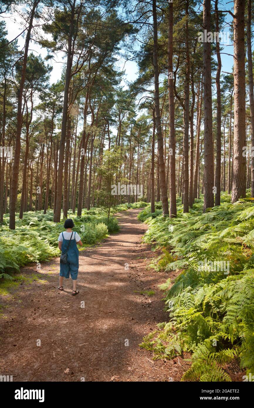A forest path, Apsley pine woods, Apsley guise, UK Stock Photo