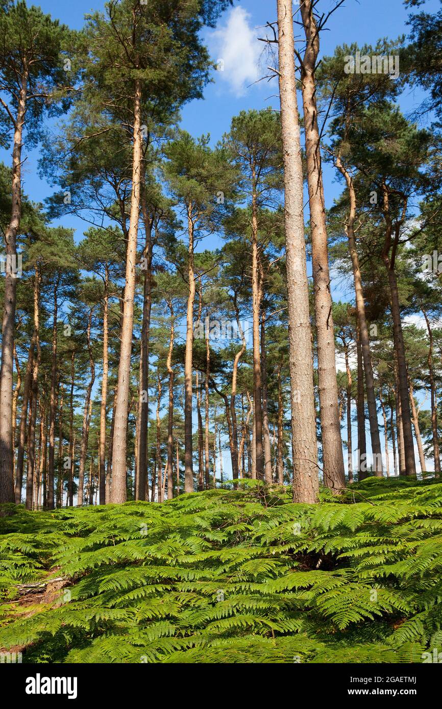 Apsley woods, Apsley Guise, UK Stock Photo