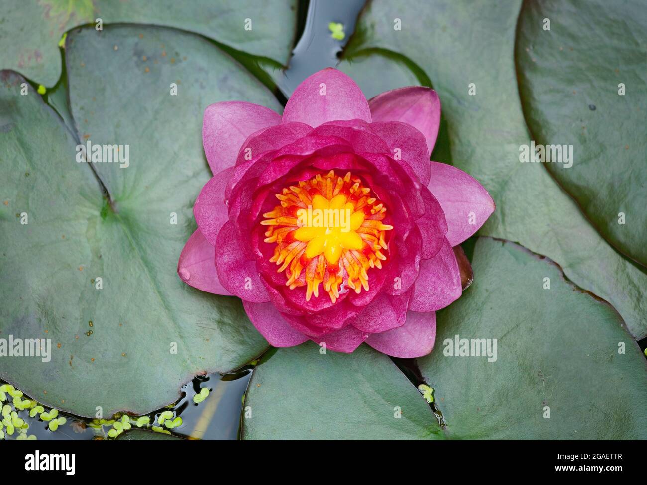 Pygmy water lily Stock Photo