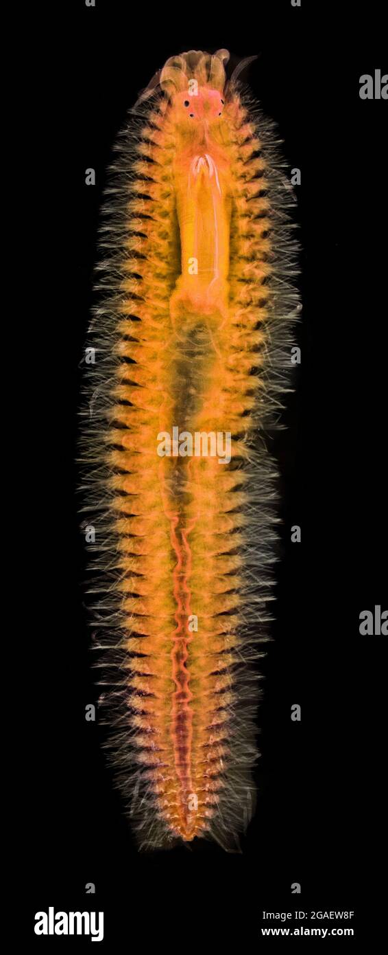 Polychaete worm Polynoe propinqua, darkfield photomicrograph Stock Photo