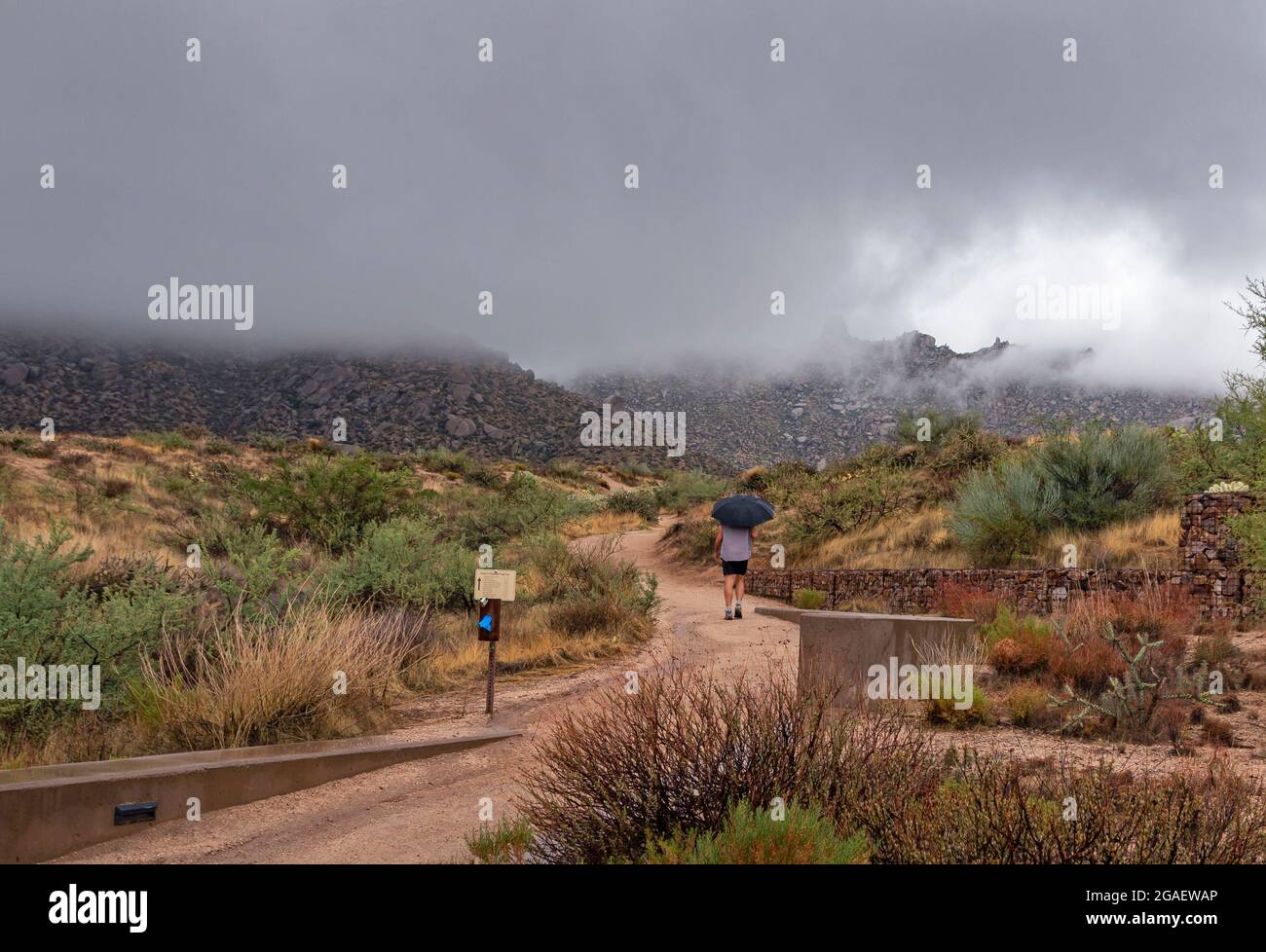 Image of a maile hiker with umbrella heading up toms thumb trail in rain storm in North Scottsdal. AZ Stock Photo