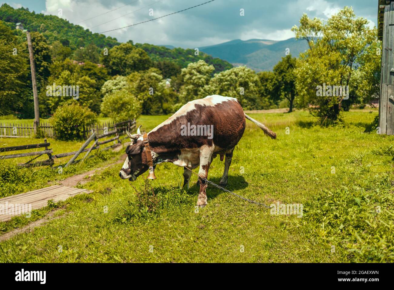 A brown white cow grazes on a meadow and eats grass Stock Photo - Alamy