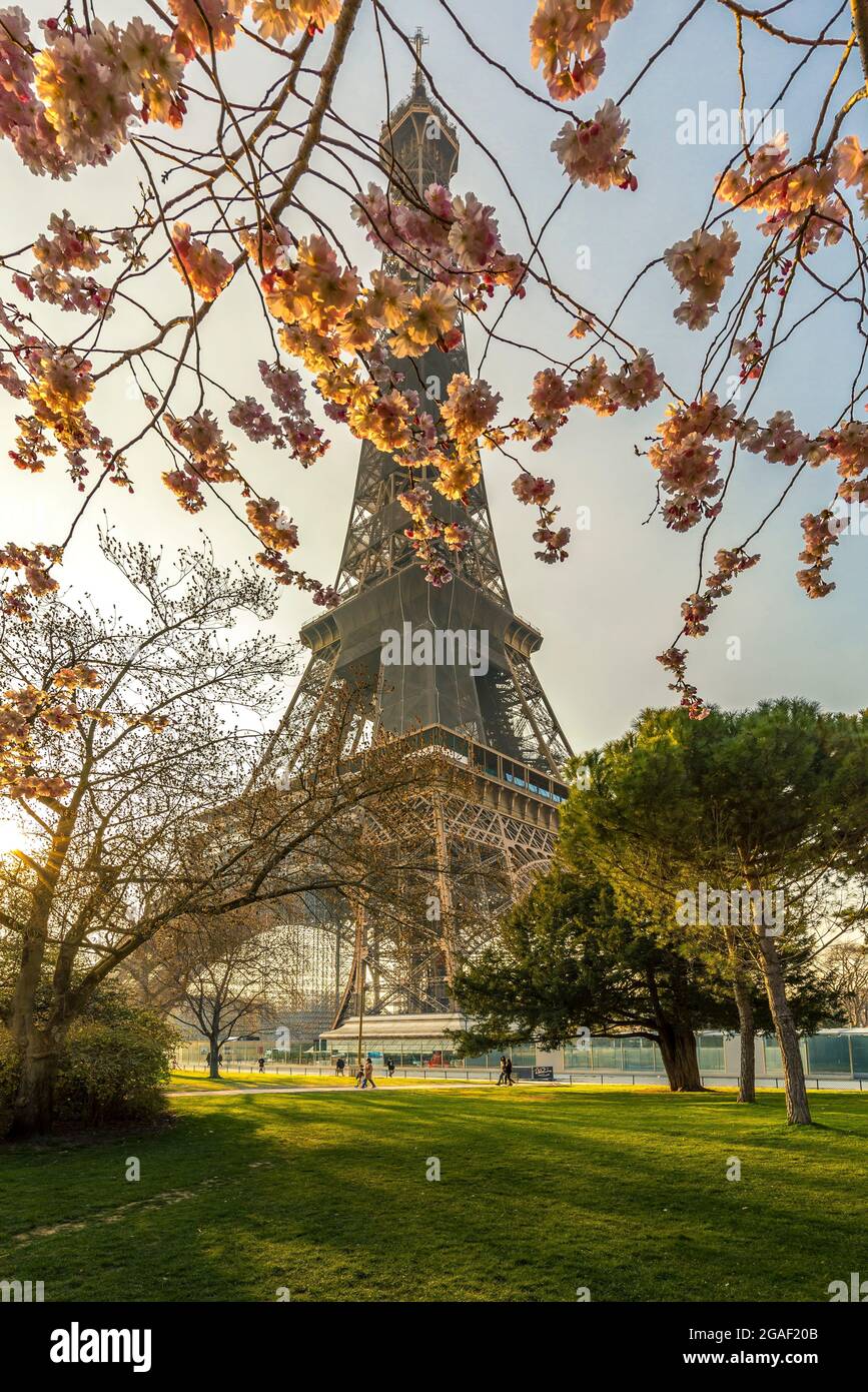 Paris, France - March 8, 2021: Iconic Eiffel tower viewed from champs de mars garden in Paris with cherry blossom in foreground Stock Photo