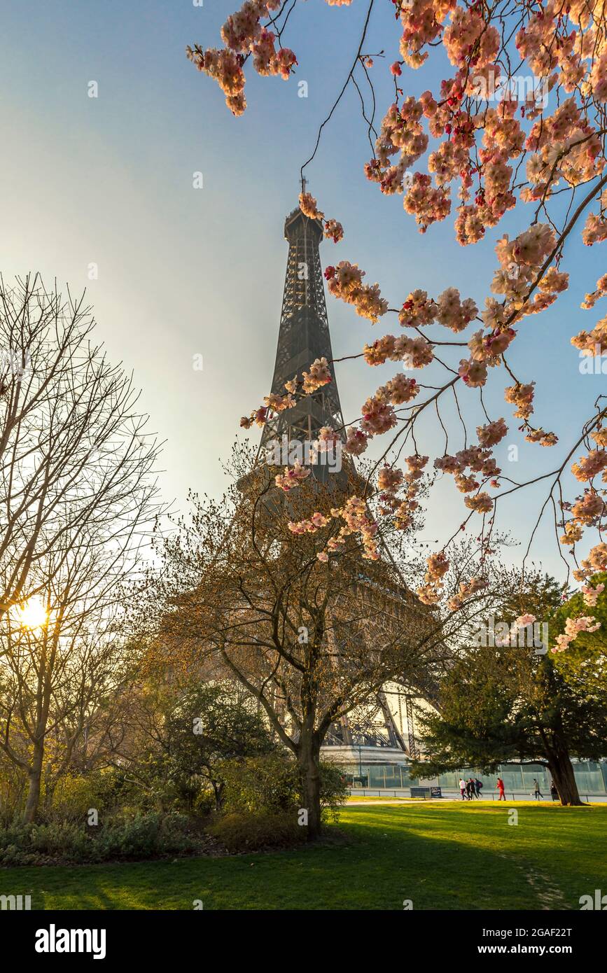Paris, France - March 8, 2021: Iconic Eiffel tower viewed from champs de mars garden in Paris with cherry blossom in foreground Stock Photo