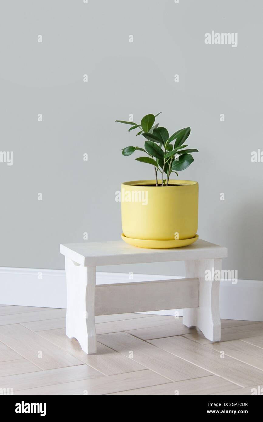 Modern green plants ficus in yellow pot in room. Modern home garden composition Stylish and minimalistic urban jungle interior. Botany home decor Stock Photo