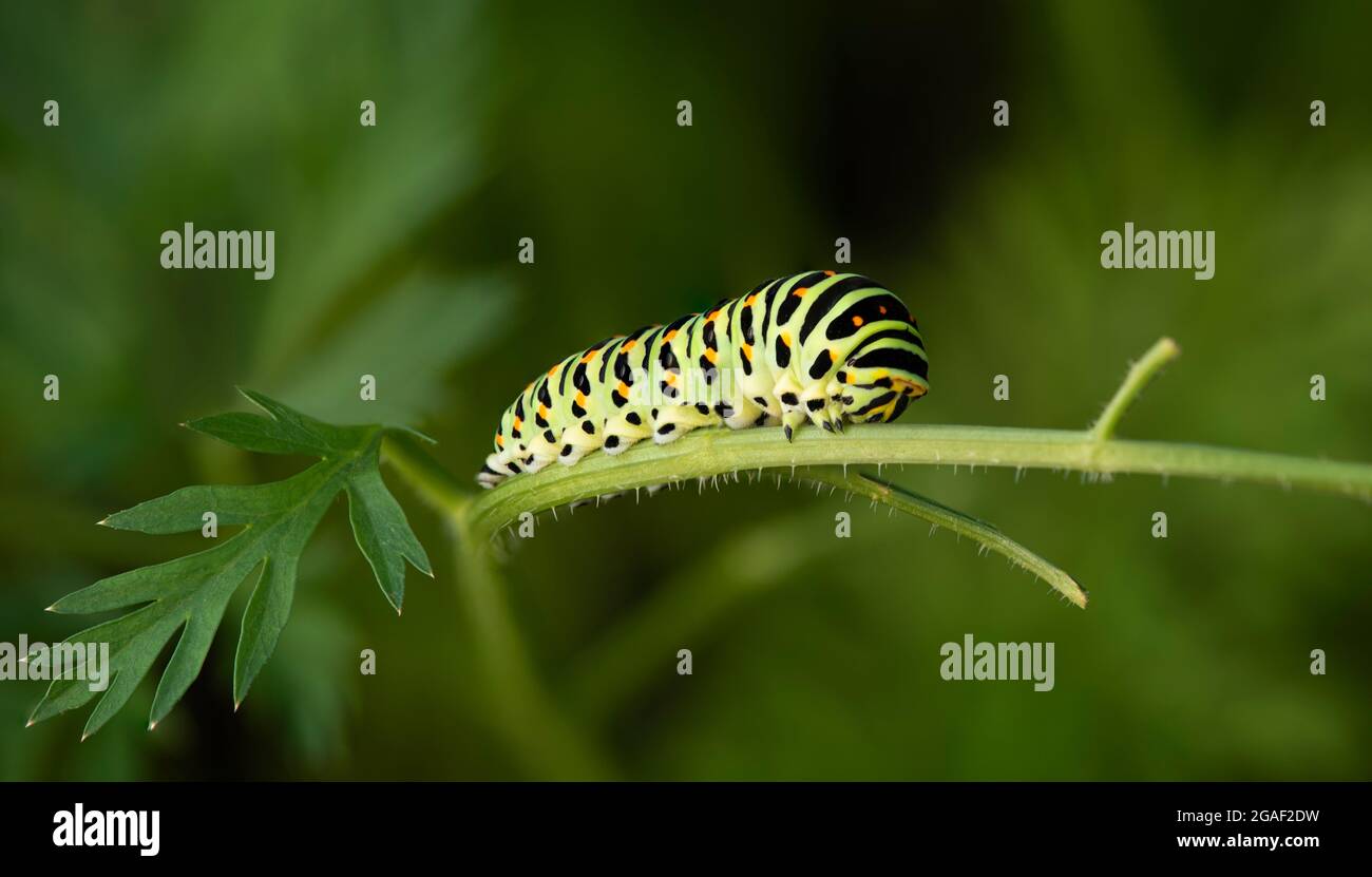 Green Butterfly Worm On Plant With Blur Background And Clear Light Natural Metamorphosis Concept Natural Pattern And Vivid Color Stock Photo Alamy