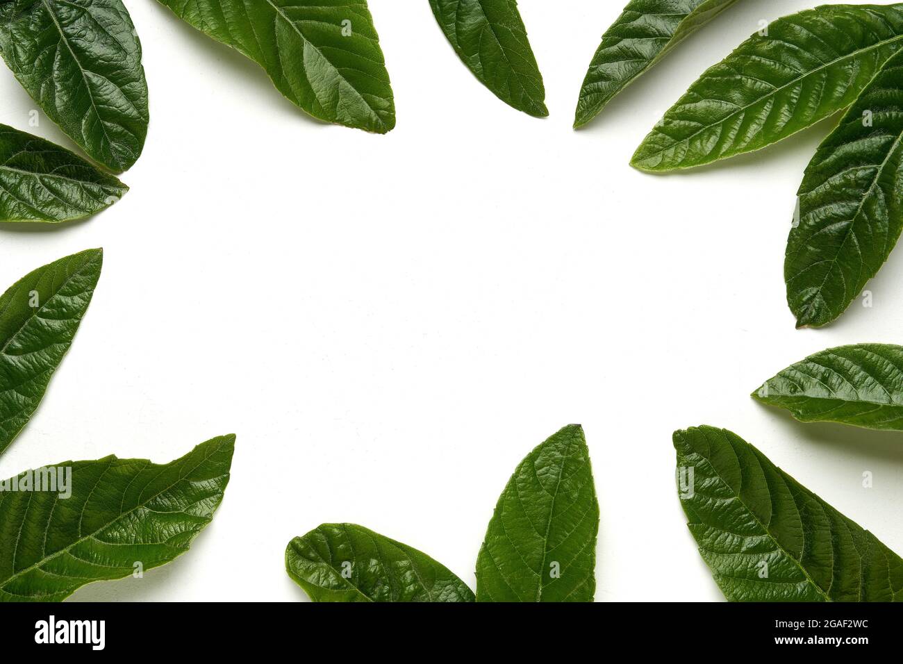 Tropical green leaves on white background. Frame made of loquat  leaves . Copy space, flat lay Stock Photo