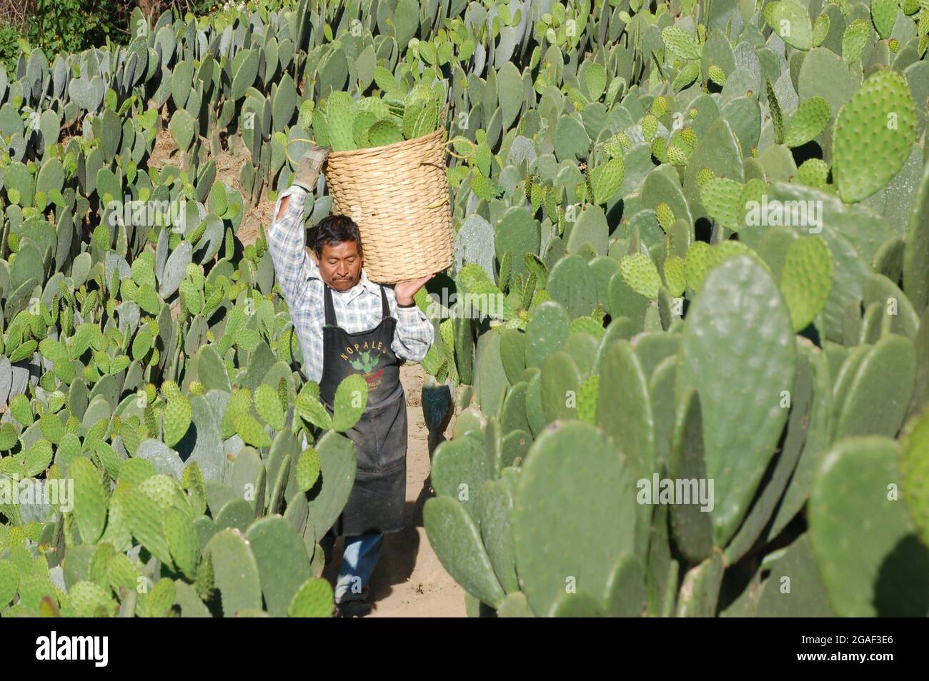 https://c8.alamy.com/comp/2GAF3E6/an-indigenous-man-carries-a-basket-to-harvest-nopal-2GAF3E6.jpg