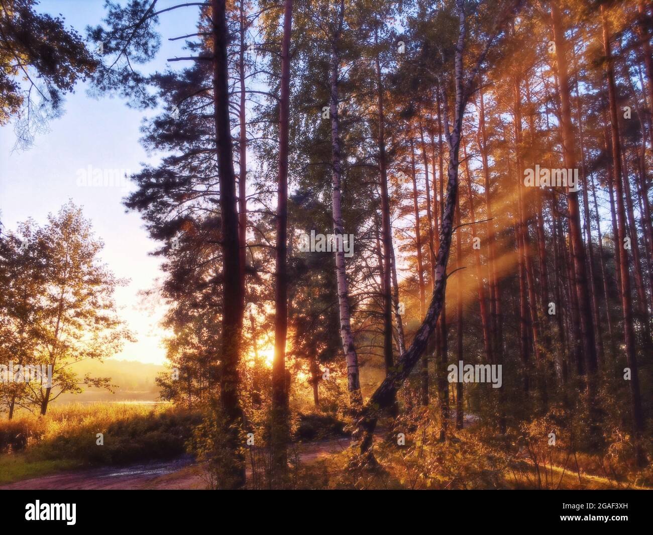 Forest path and sun rays streaming through trees Stock Photo