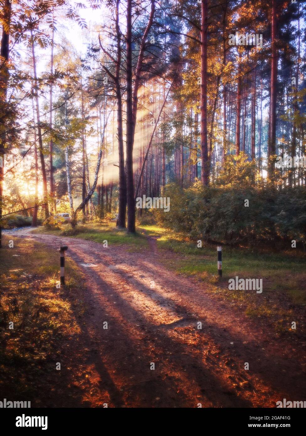 Forest path and sun rays streaming through trees Stock Photo