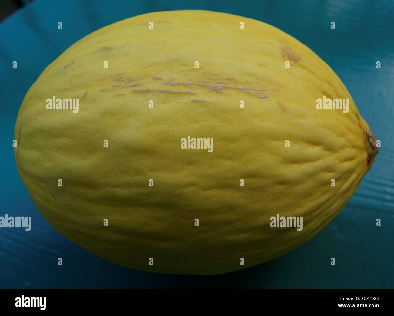 Étude du melon jaune. France. Stock Photo