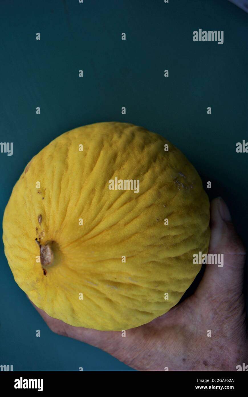 Étude du melon jaune. France. Stock Photo