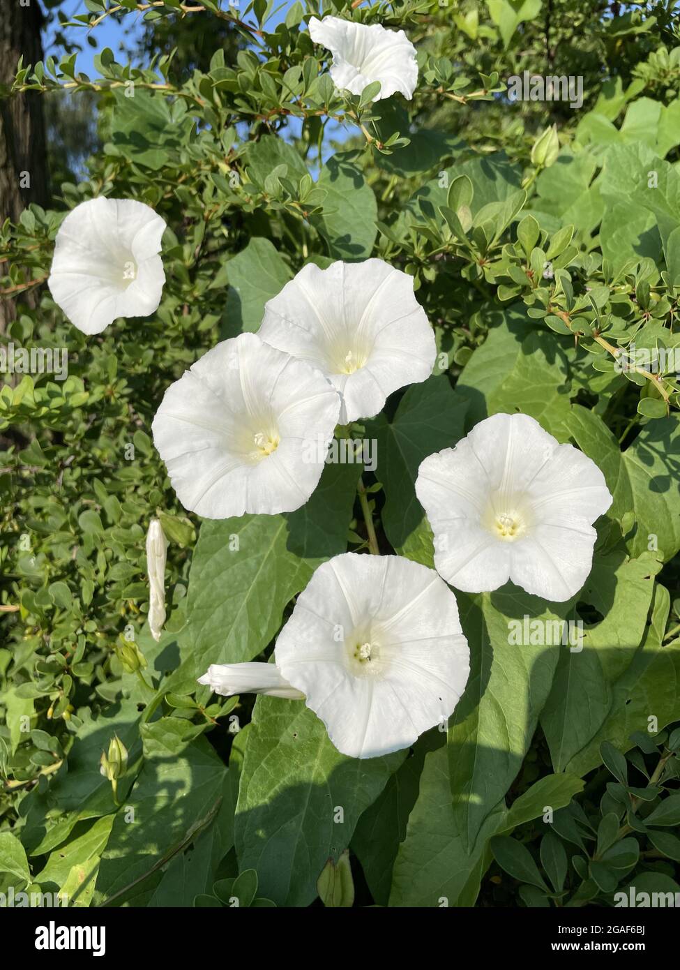 Closeup shot field bindweed hi-res stock photography and images - Alamy