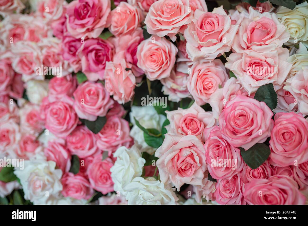 Rose flower pattern background selective focus Stock Photo