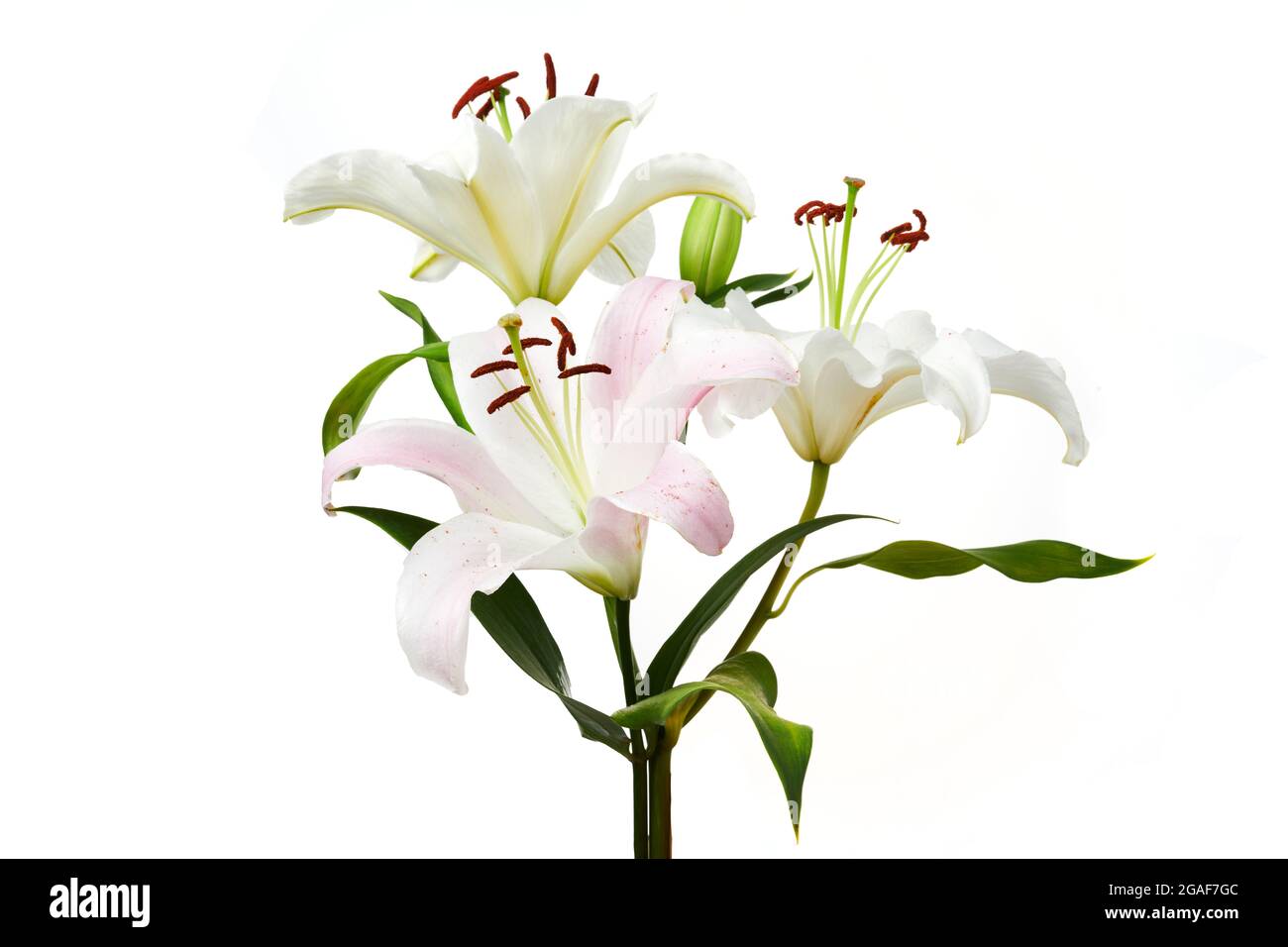 Pink lily flowers isolated on white background Stock Photo Alamy
