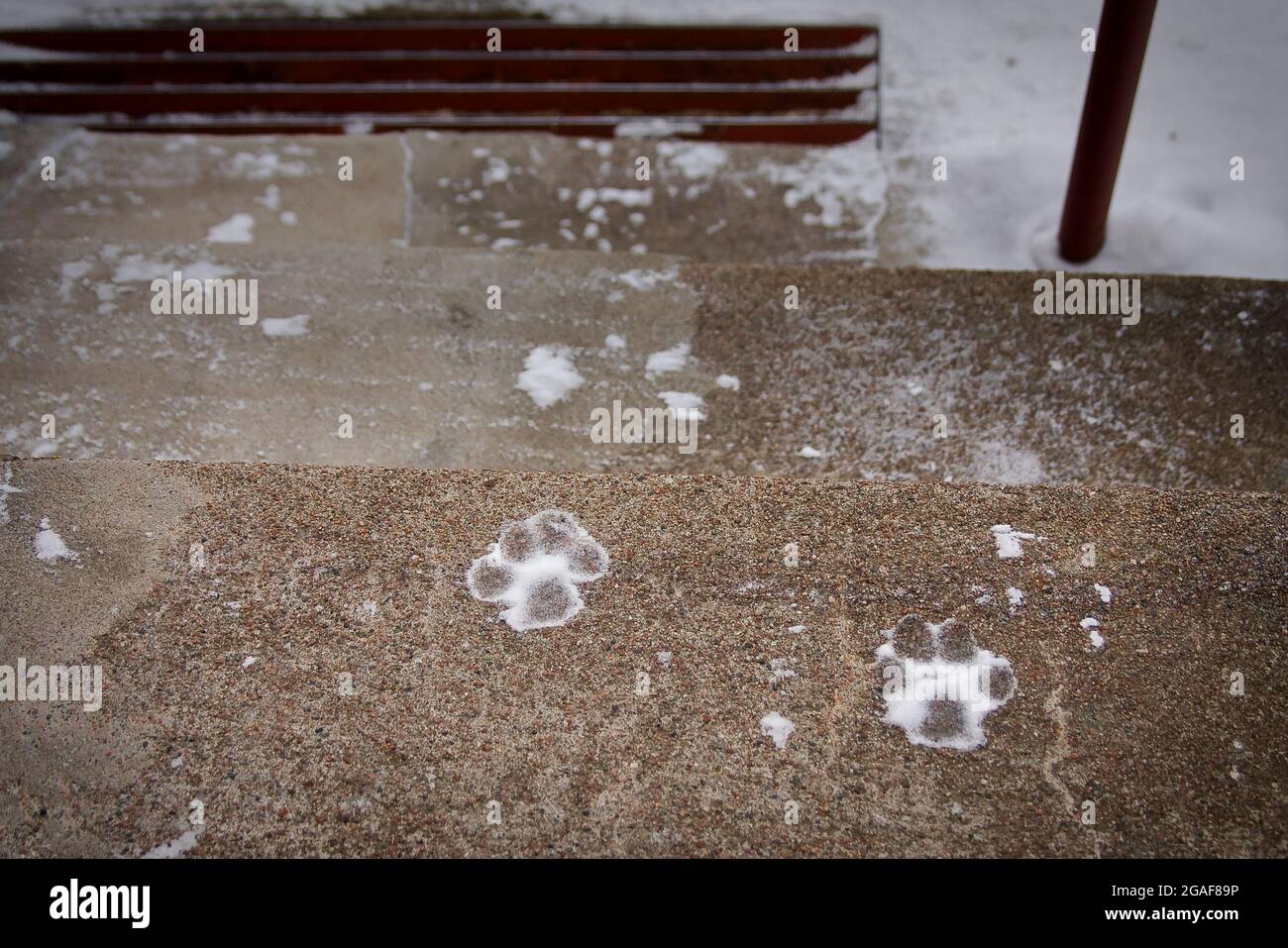 Frozen footprints of a dog on stairs. Stock Photo