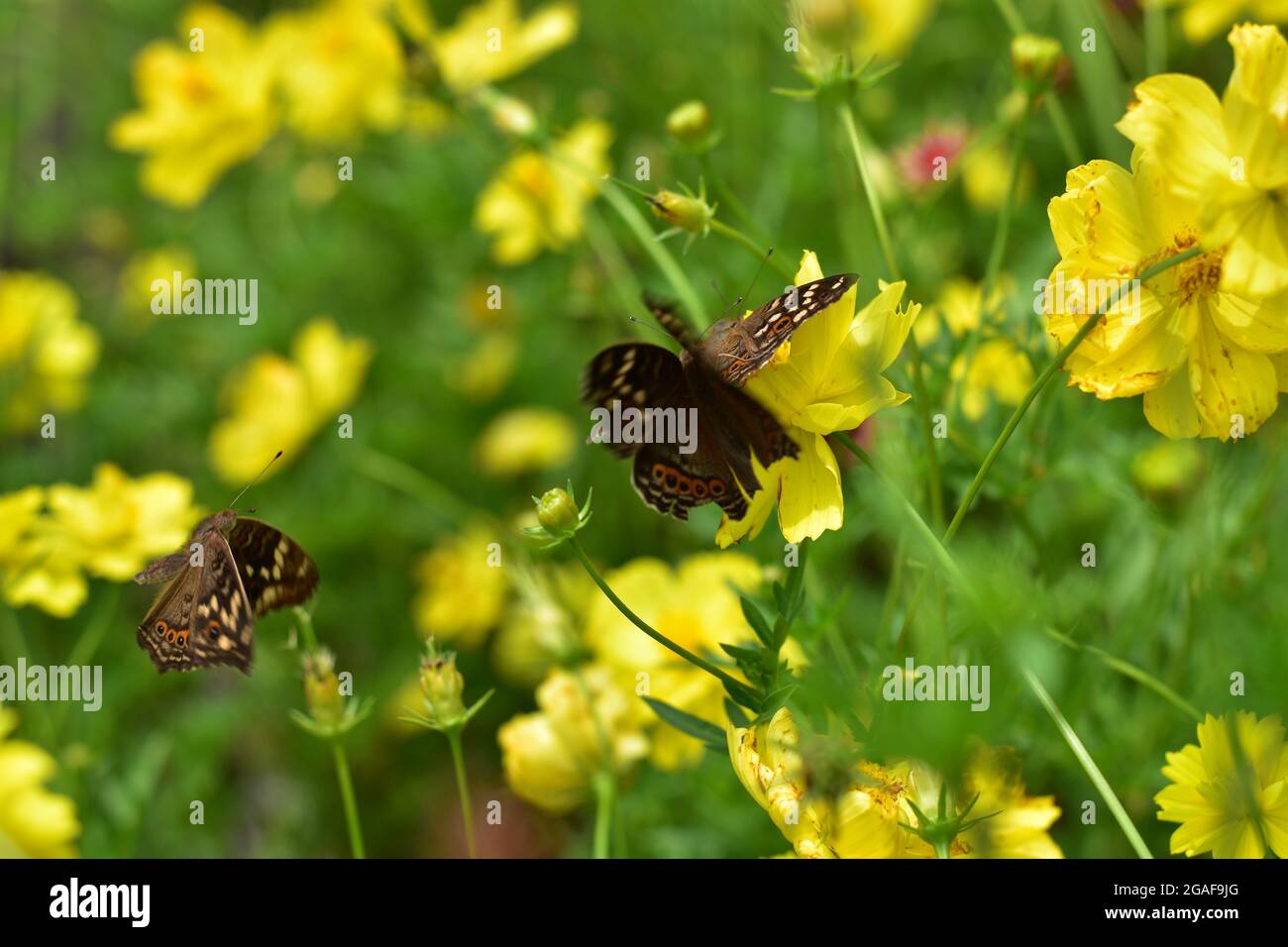 Painted jezebel Butterfly on a flower Stock Photo