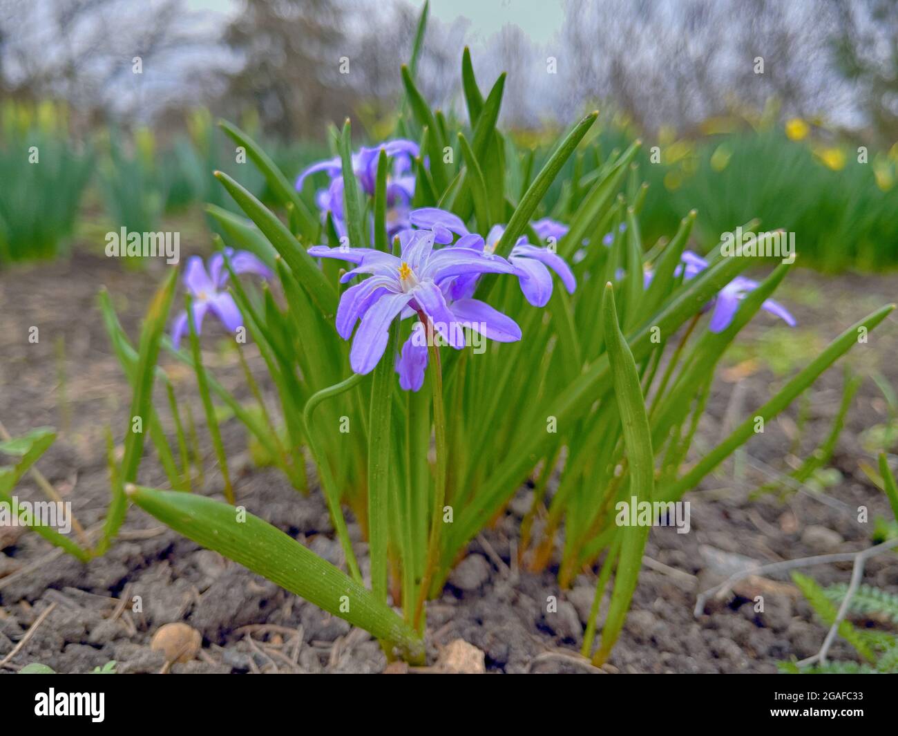 Closeup of blooming blue scilla luciliae flowers in sunny day. First spring bulbous plants. Selective focus with bokeh effect. Delicate blue spring Stock Photo