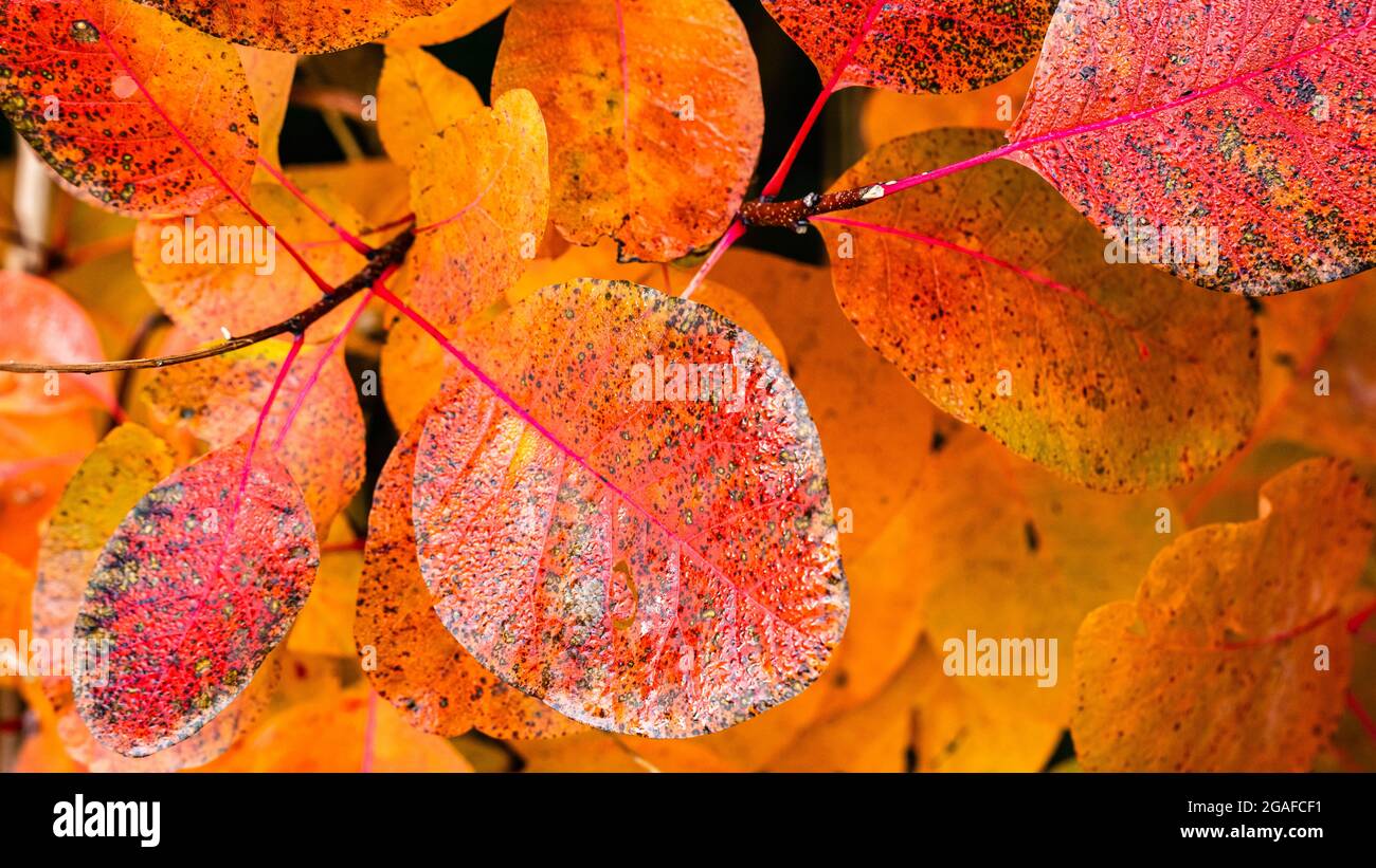 Autumn background.Fall foliage.Colorful wet leaves after the rain. Euphorbia Cotinifolia or smoke tree.Nature background. Stock Photo