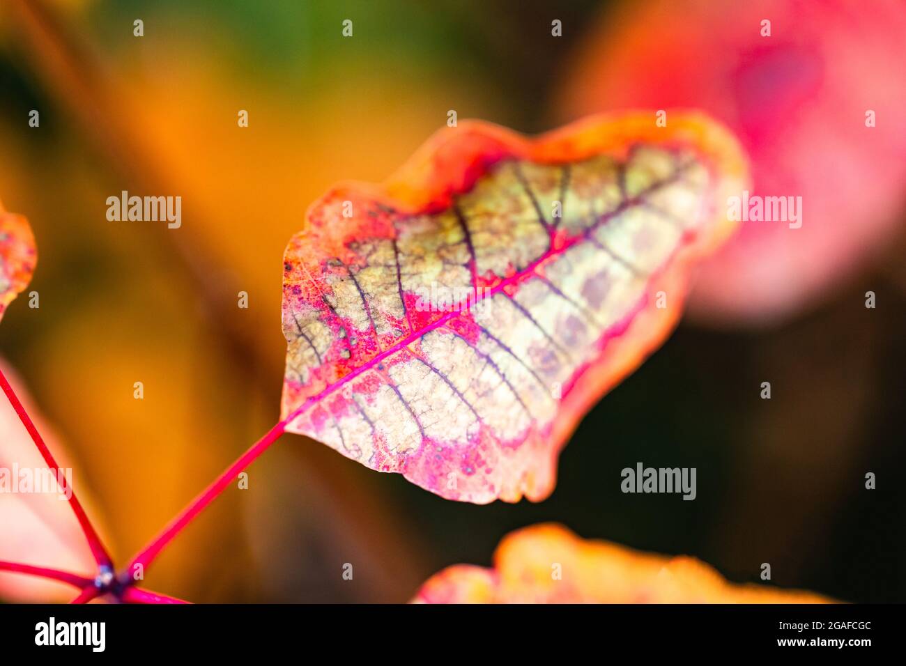 Beautiful patterns on leaf of smoke tree or euphorbia cotinifolia in autumn.Fall foliage. Colorful and soft nature background. Stock Photo