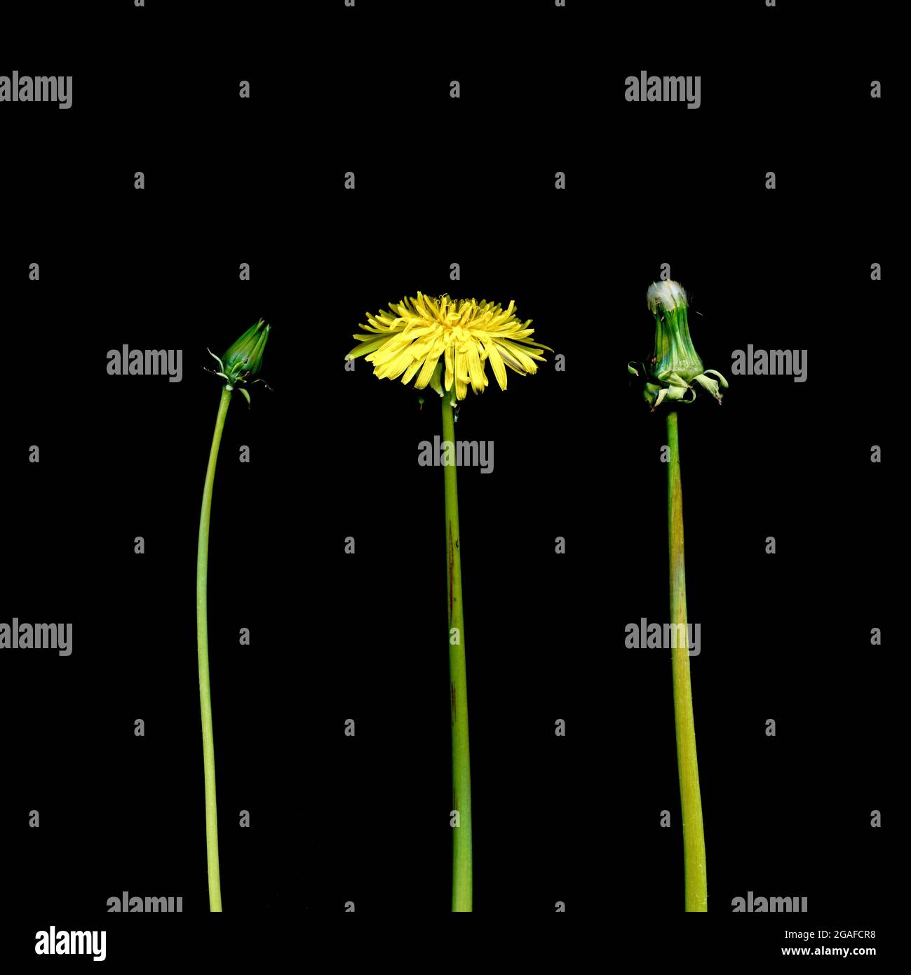 Three dandelions, Taraxacum officianalis, in different stages of flowering. Stock Photo