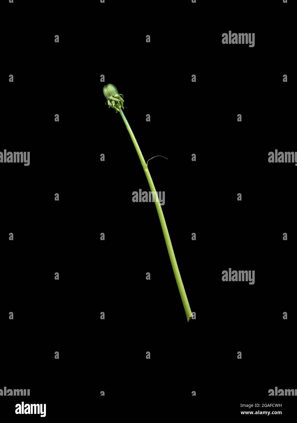 An unopened bud of dandelion, Taraxacum officianalis Stock Photo